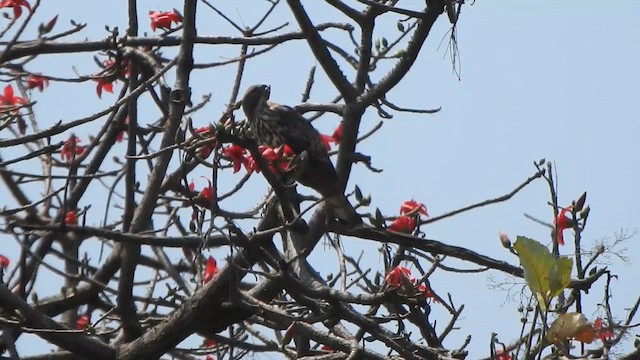 Changeable Hawk-Eagle - ML632385667