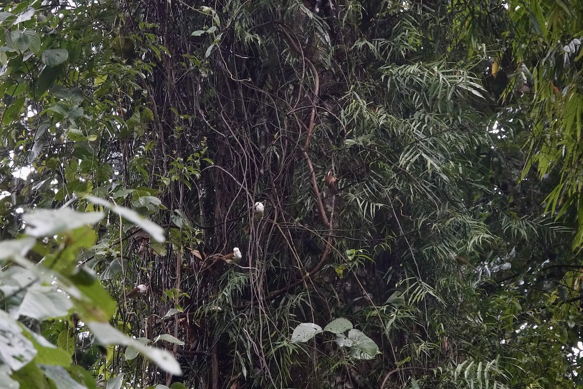 Brown-crowned Scimitar-Babbler - ML632385719