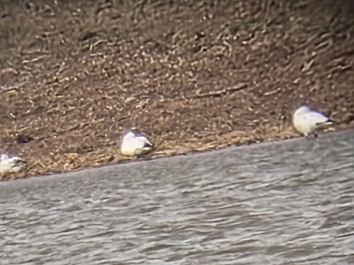 Snow Goose - ML632385756