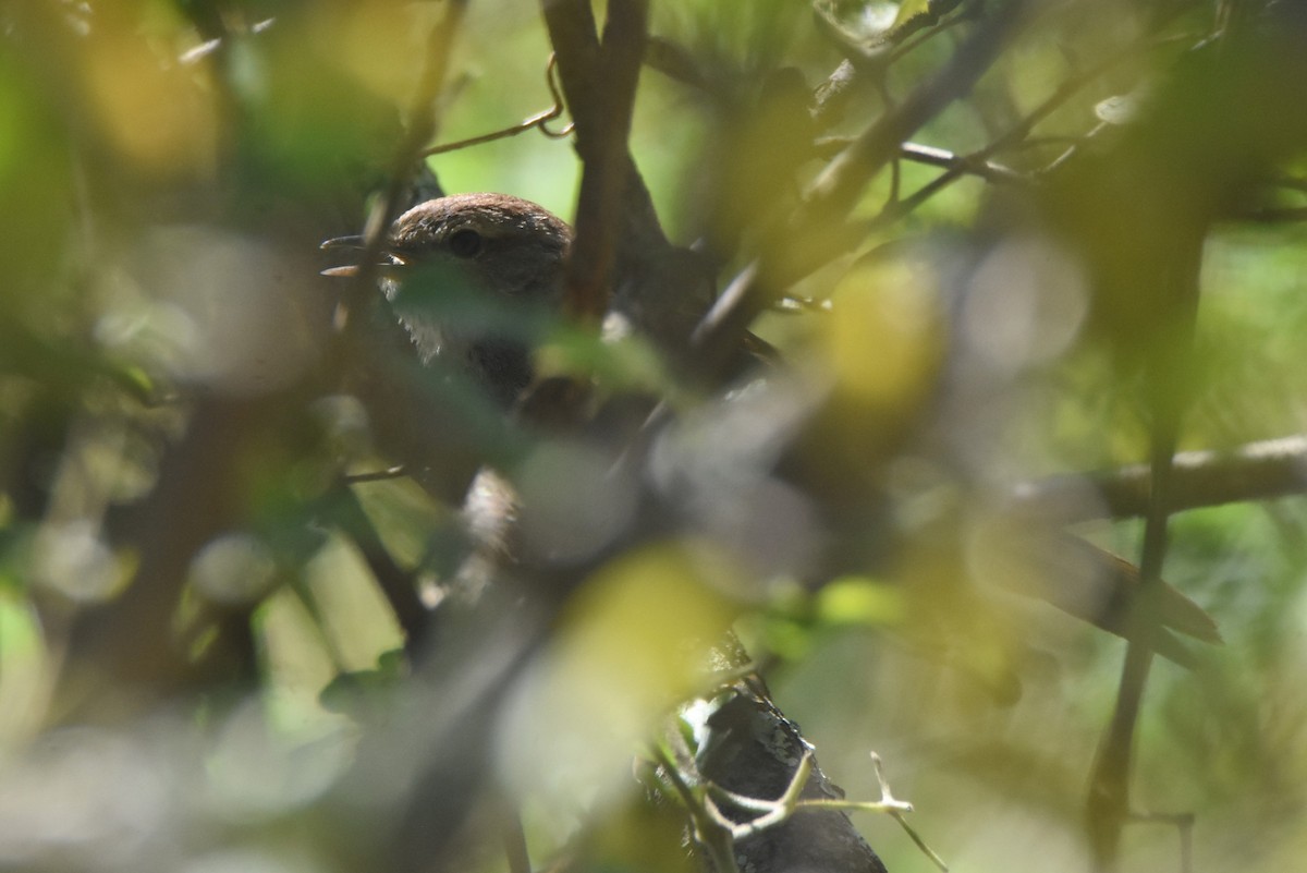 Barratt's Warbler - ML632385796