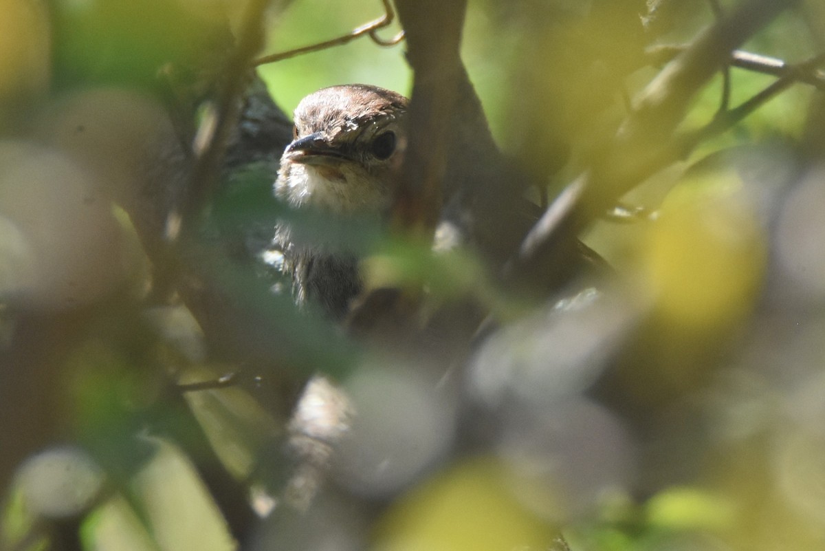 Barratt's Warbler - ML632385797