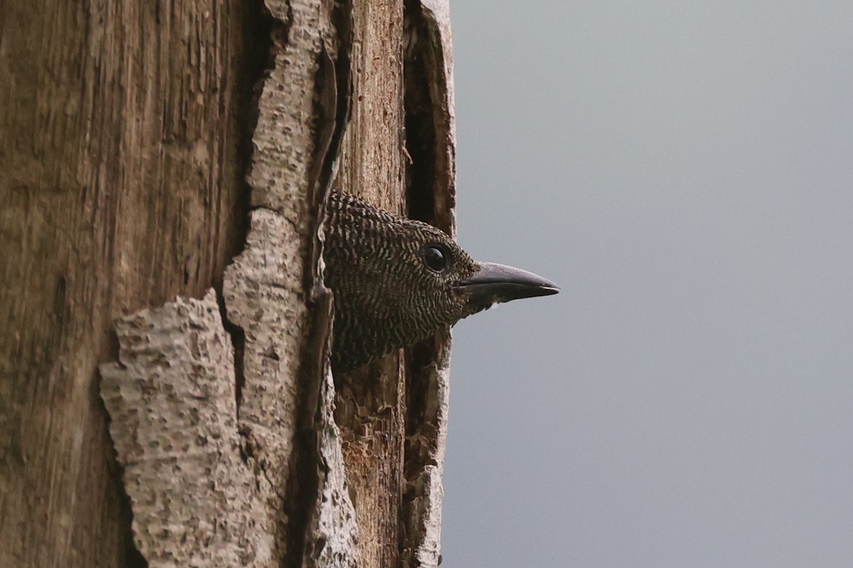 Zebra Woodpecker - ML632385857