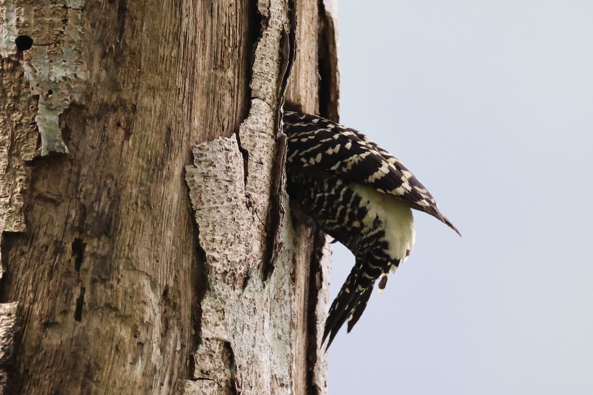 Zebra Woodpecker - ML632385865