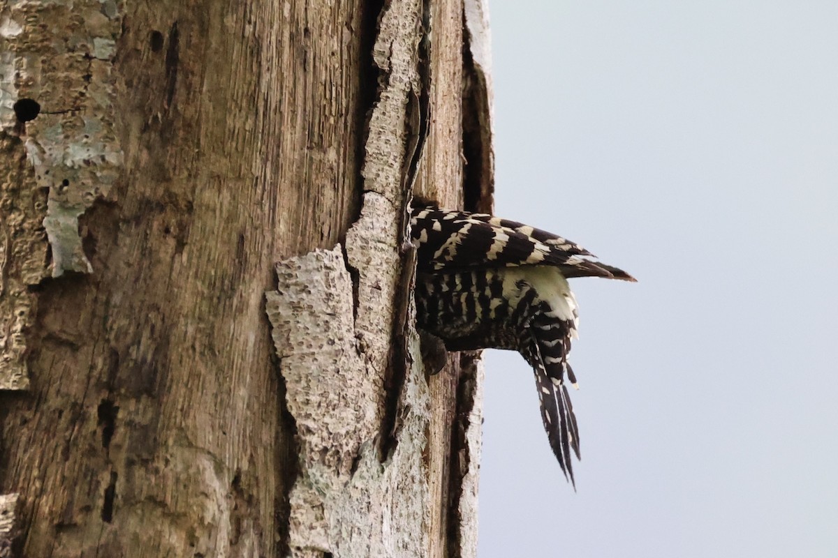 Zebra Woodpecker - ML632385866