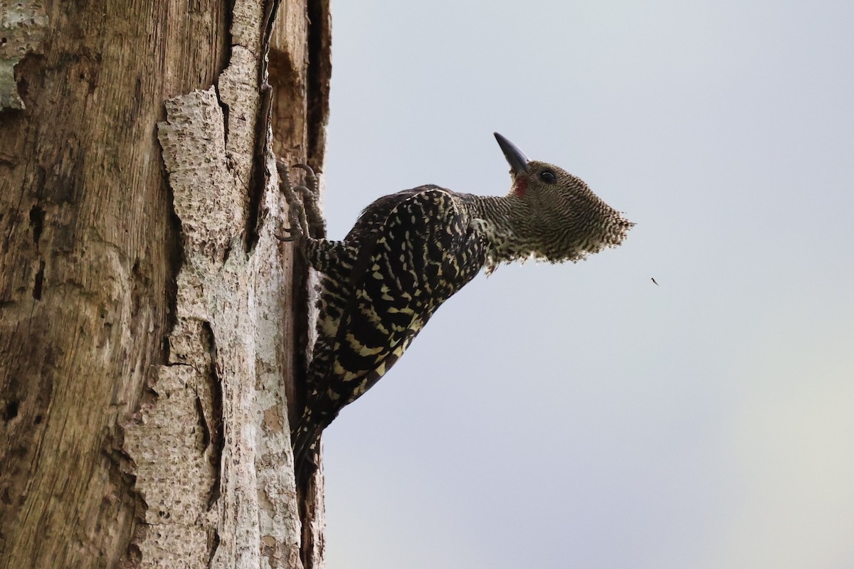 Zebra Woodpecker - ML632385868