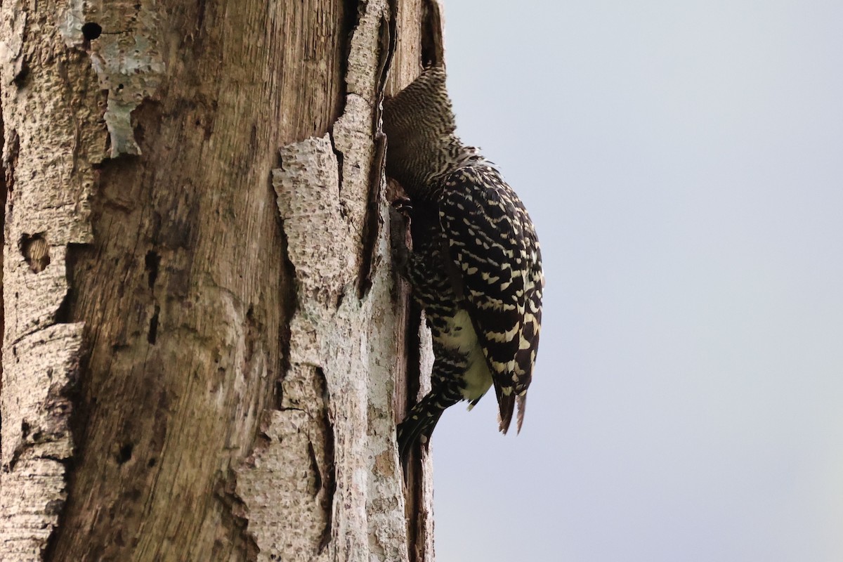 Zebra Woodpecker - ML632385870