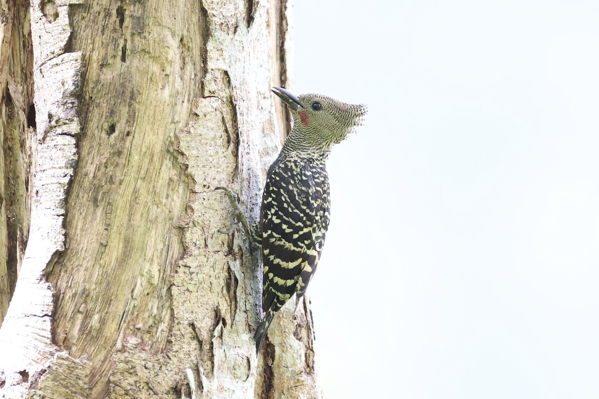 Zebra Woodpecker - ML632385871