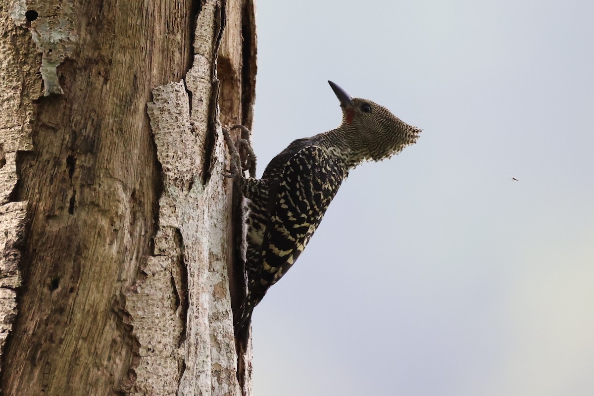 Zebra Woodpecker - ML632385873