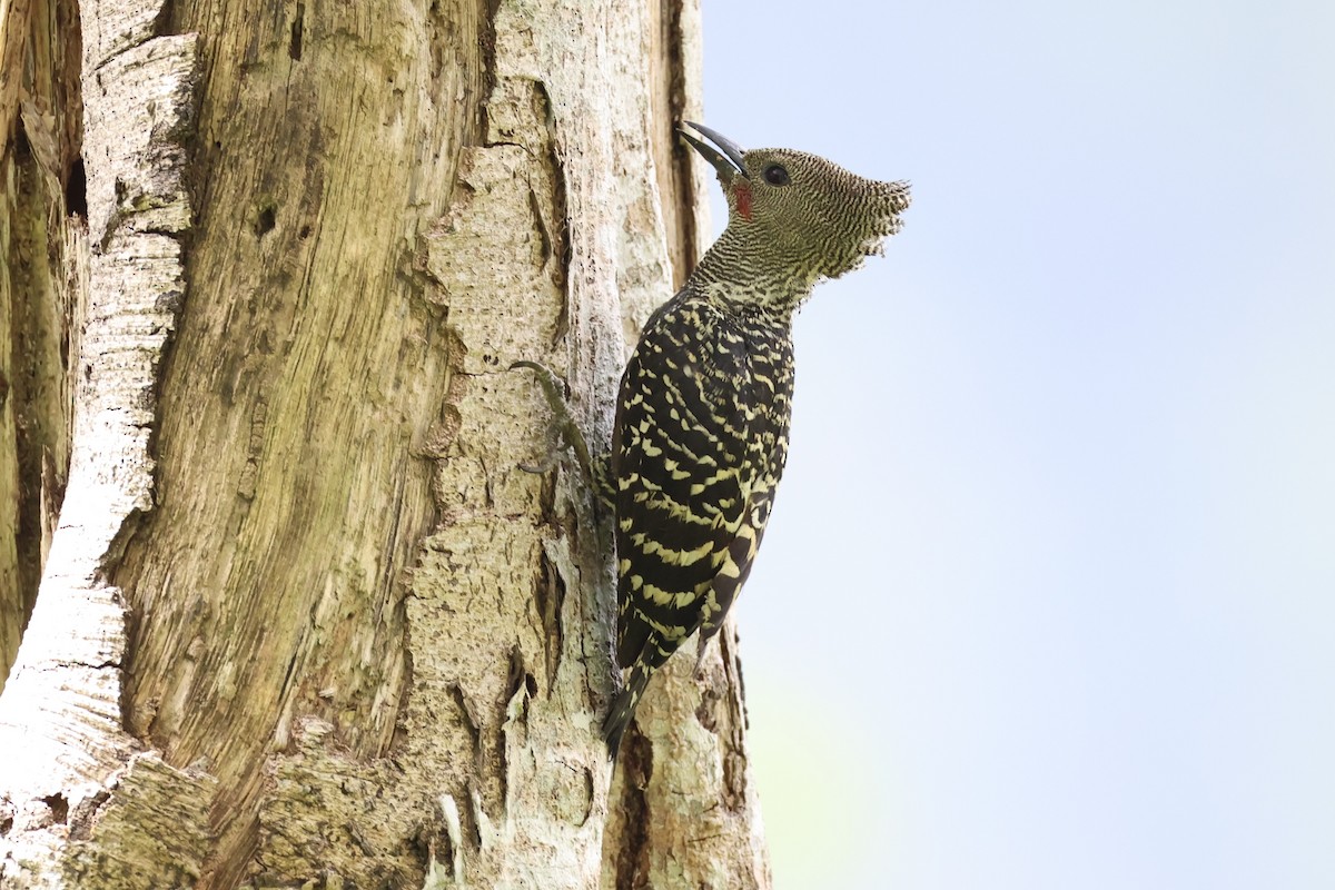 Zebra Woodpecker - ML632385874