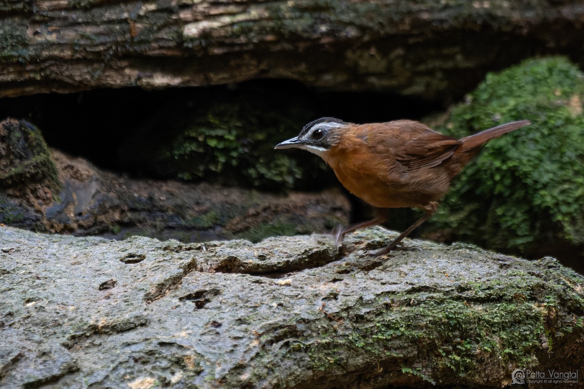 Malayan Black-capped Babbler - ML632385876