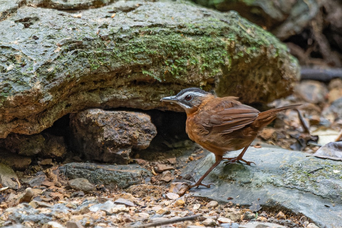 Malayan Black-capped Babbler - ML632385918