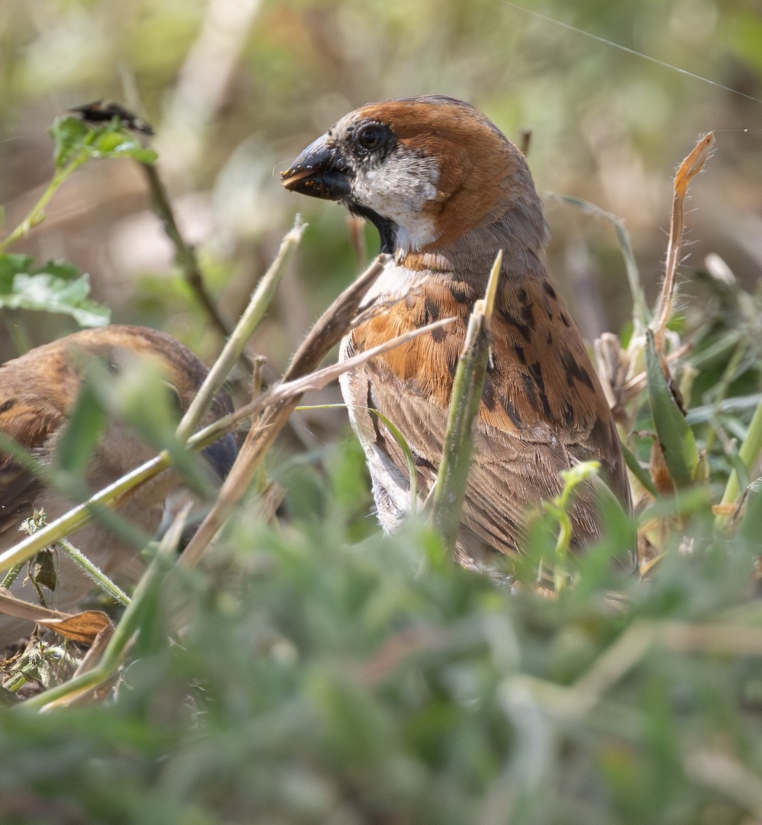 Great Rufous Sparrow - ML632386003