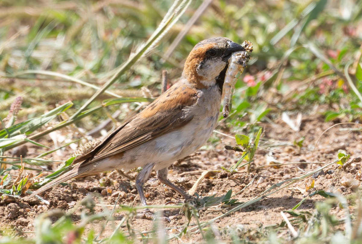 Great Rufous Sparrow - ML632386005