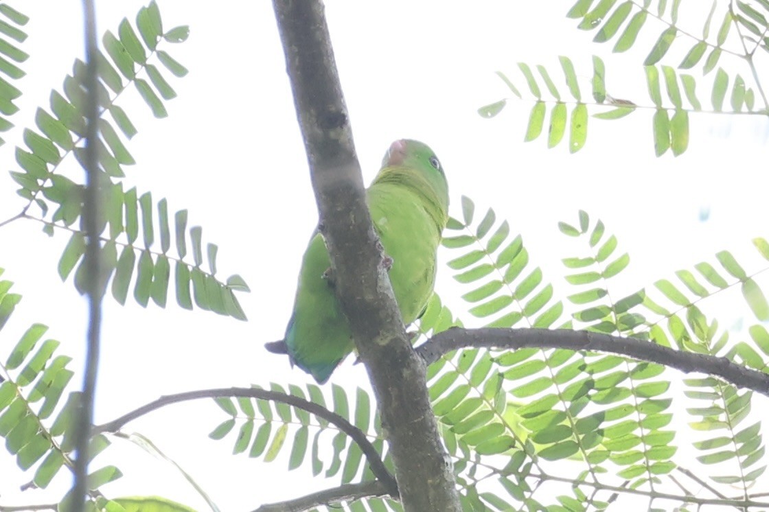 Yellow-throated Hanging-Parrot - ML632386008