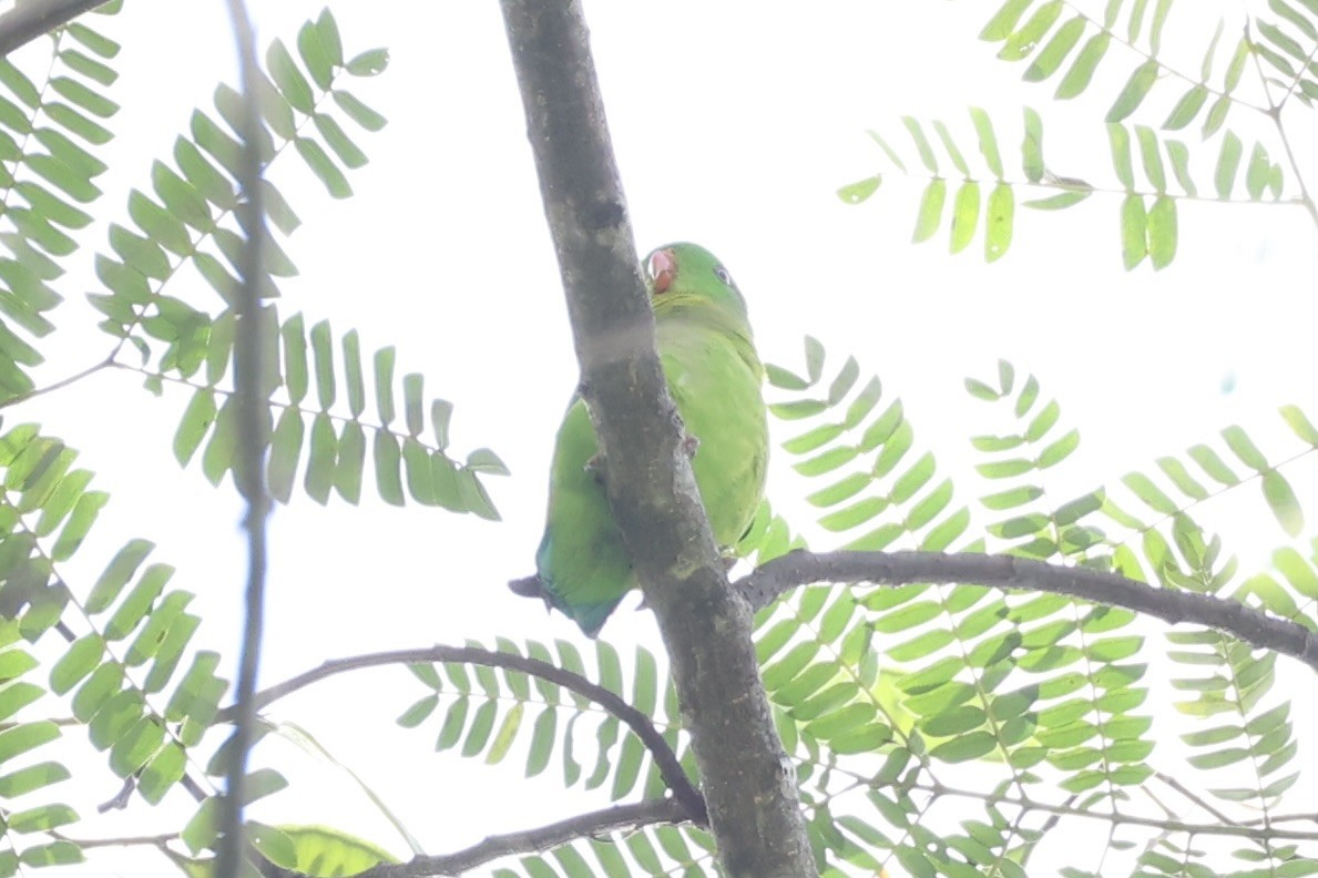 Yellow-throated Hanging-Parrot - ML632386009