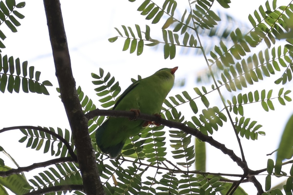 Yellow-throated Hanging-Parrot - ML632386010