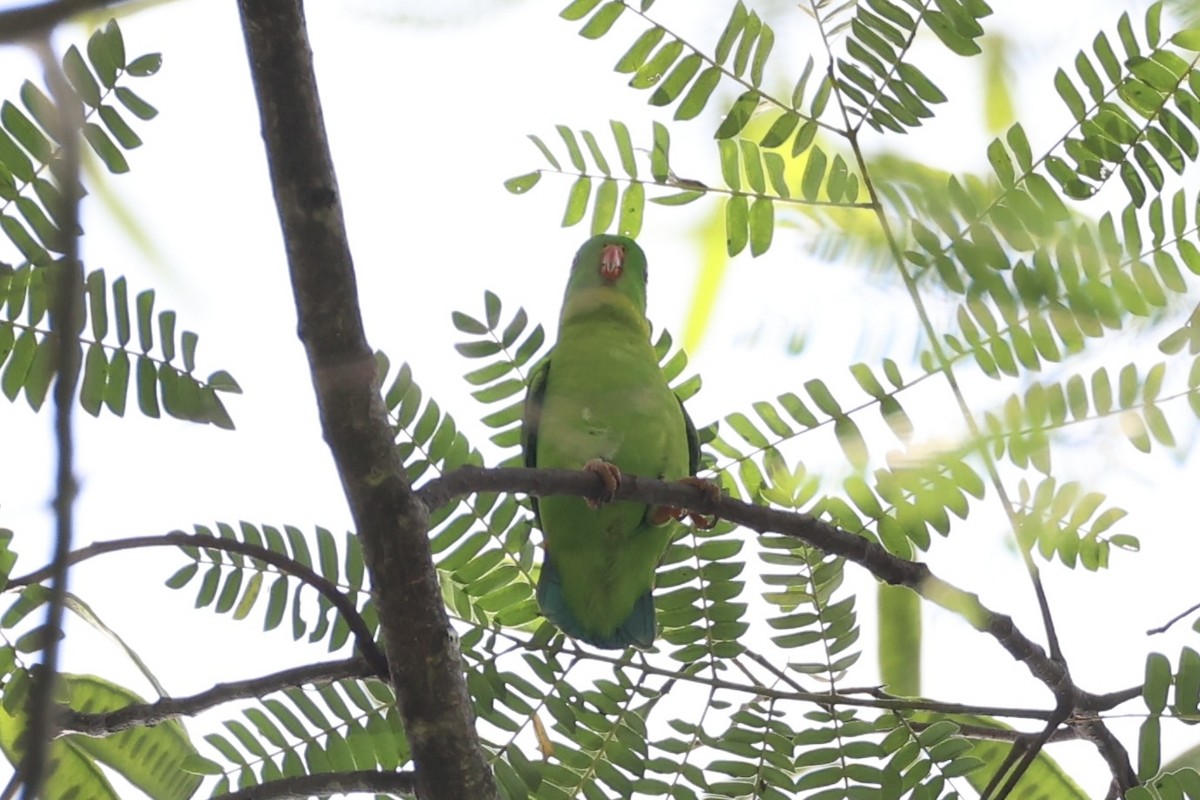 Yellow-throated Hanging-Parrot - ML632386011