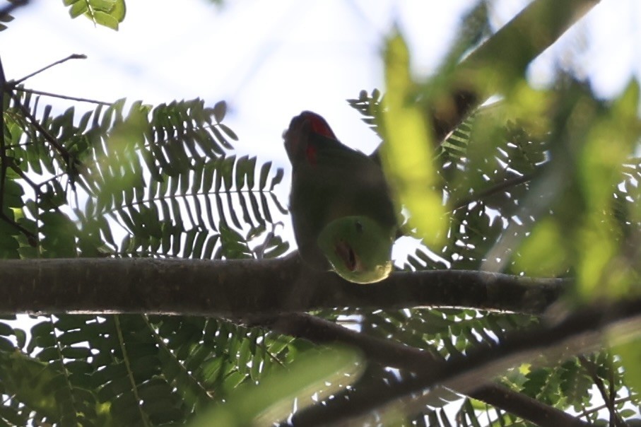 Yellow-throated Hanging-Parrot - ML632386012