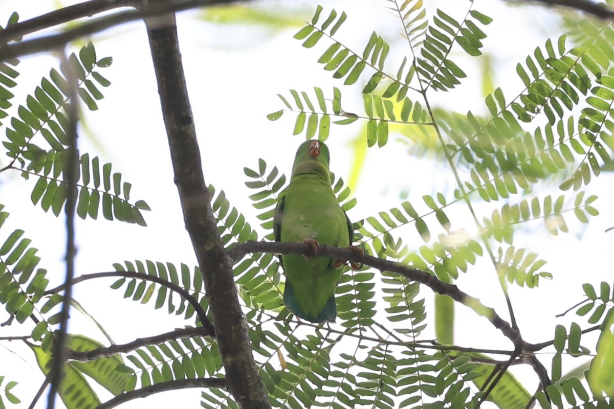 Yellow-throated Hanging-Parrot - ML632386013