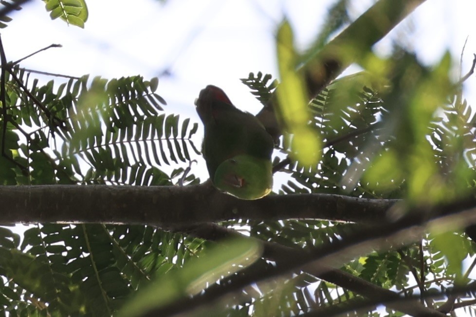 Yellow-throated Hanging-Parrot - ML632386014