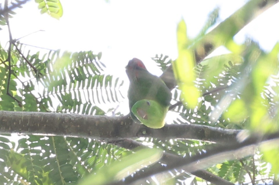 Yellow-throated Hanging-Parrot - ML632386015