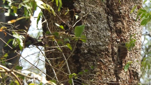 White-browed Bulbul - ML632386017