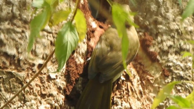 White-browed Bulbul - ML632386018