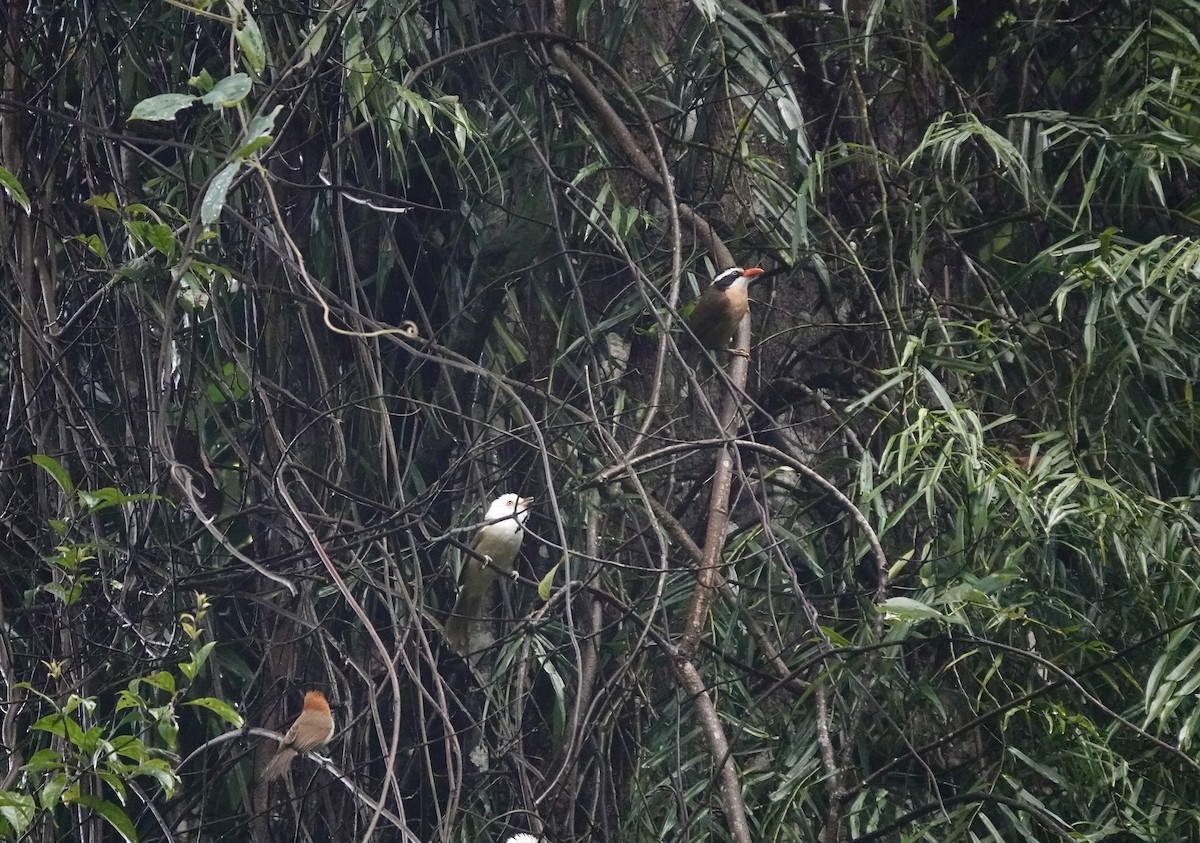 Brown-crowned Scimitar-Babbler - ML632386073