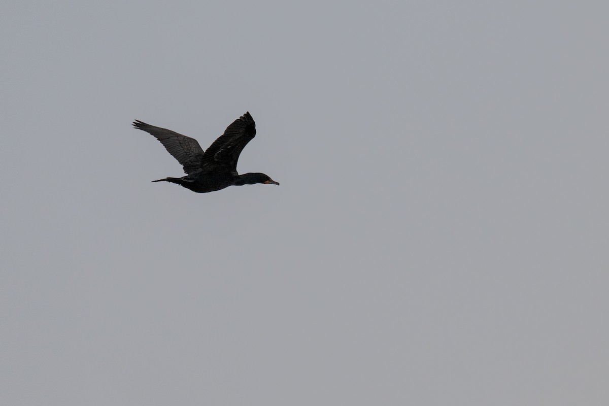 Double-crested Cormorant - ML632386091
