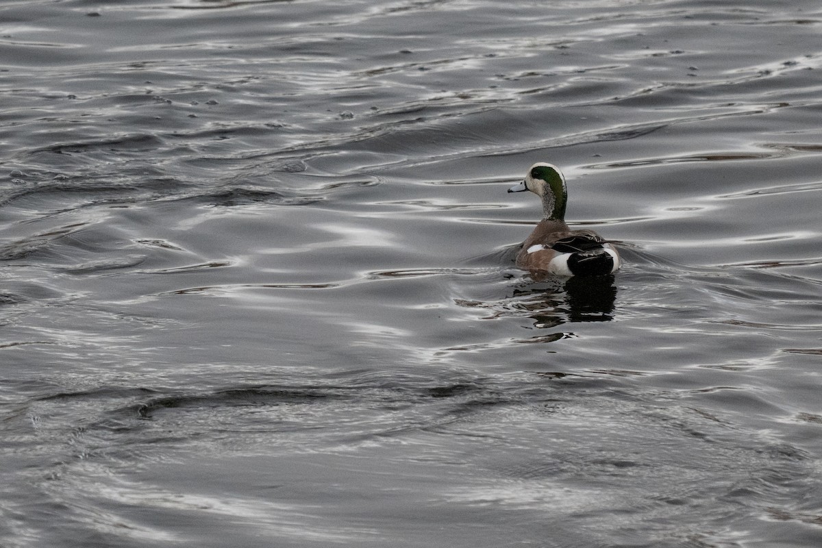 American Wigeon - ML632386110
