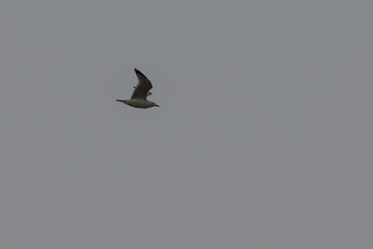 Ring-billed Gull - ML632386138