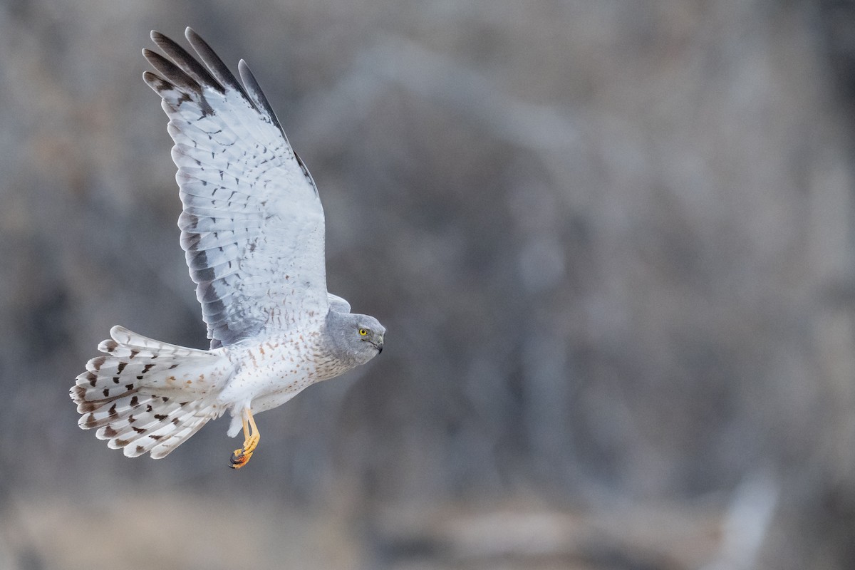 Northern Harrier - ML632386166