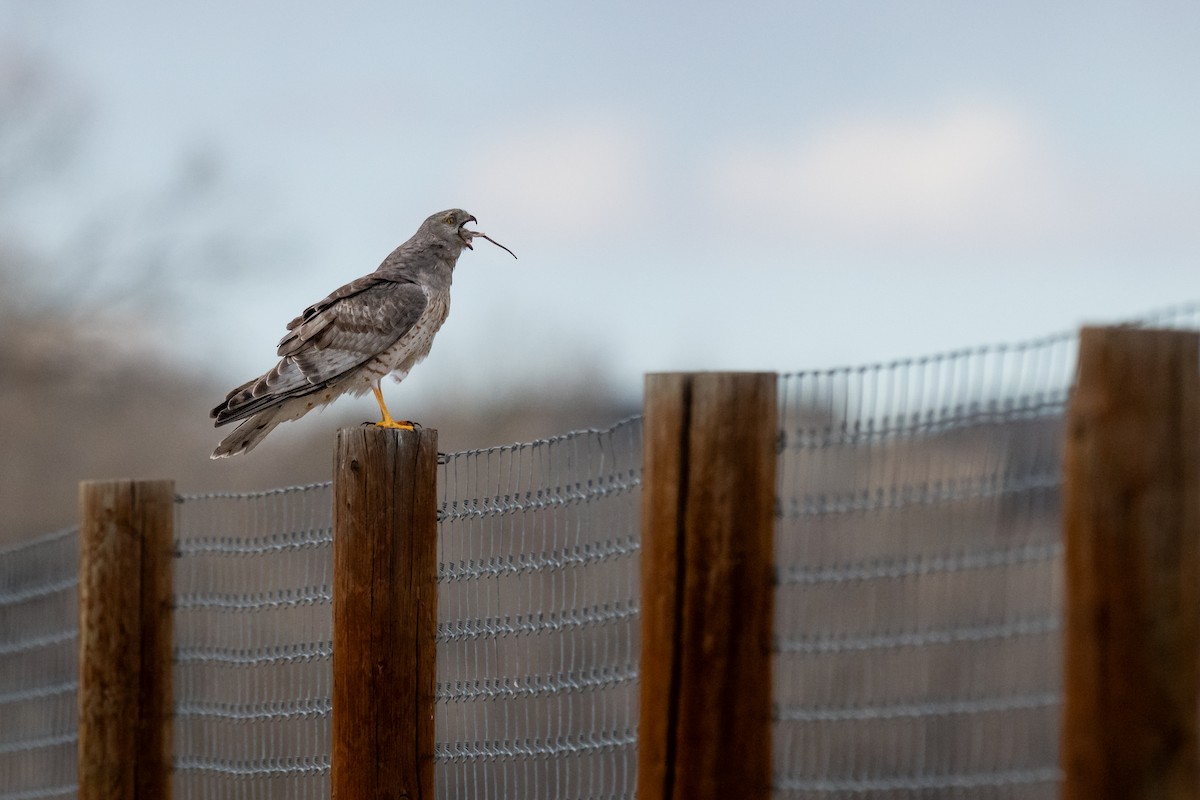 Northern Harrier - ML632386167