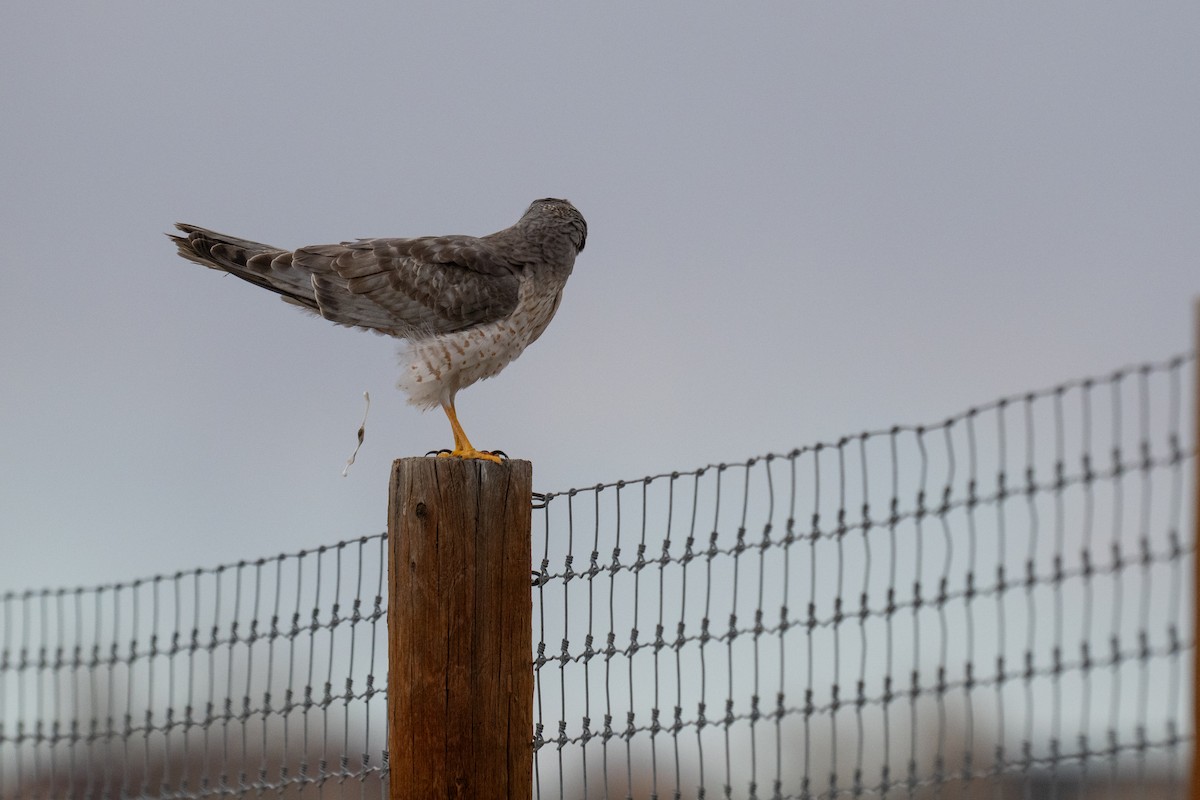 Northern Harrier - ML632386168