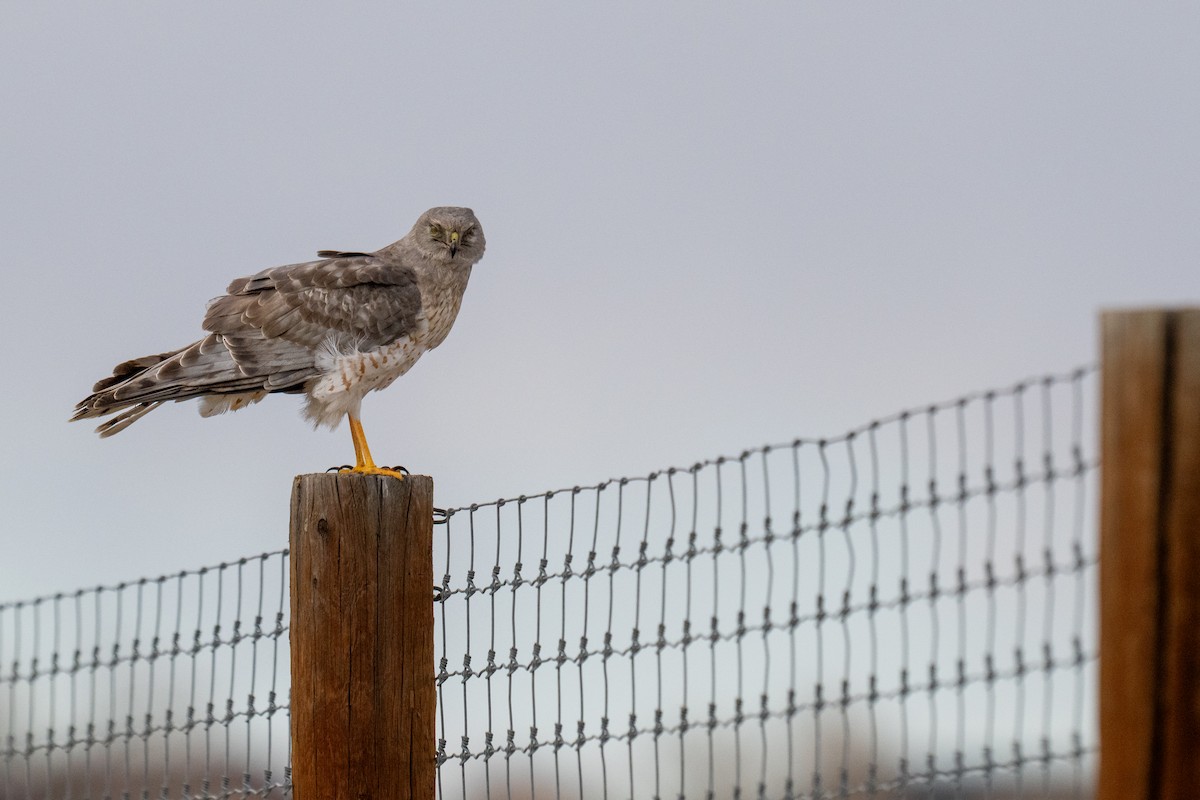 Northern Harrier - ML632386169