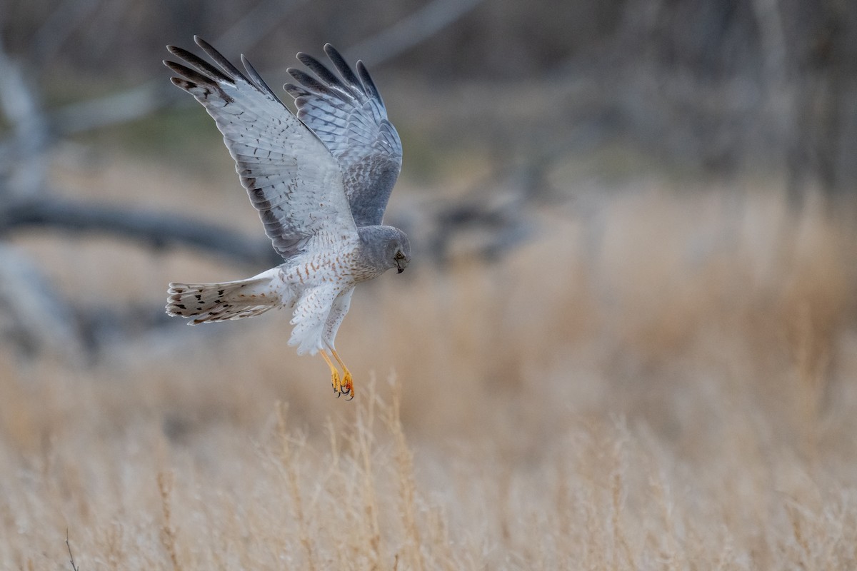 Northern Harrier - ML632386170