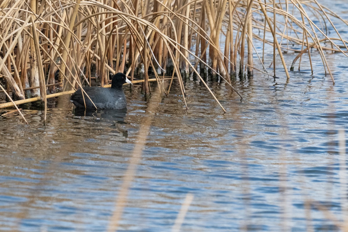 American Coot - ML632386173