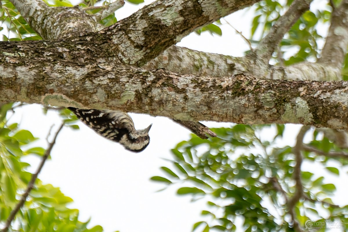 Gray-capped Pygmy Woodpecker - ML632386195