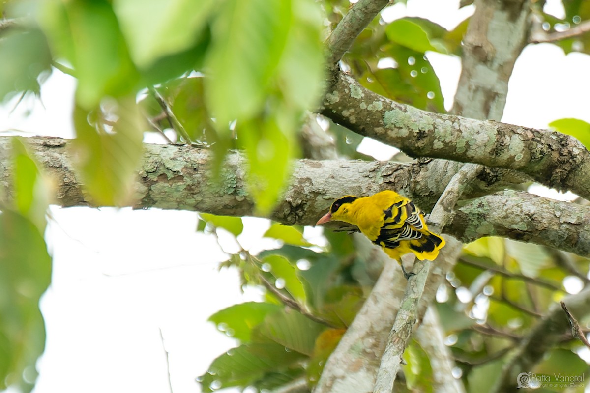 Black-naped Oriole (Sunda) - ML632386205