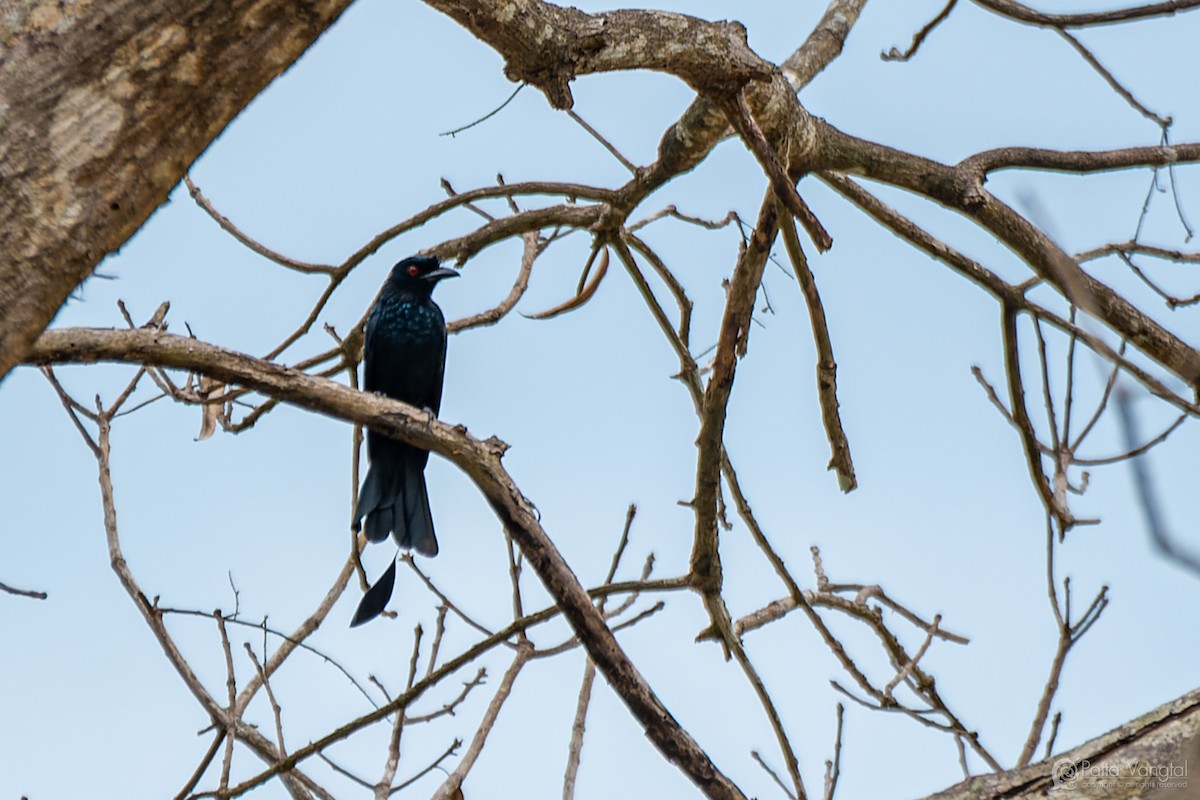 Greater Racket-tailed Drongo - ML632386217