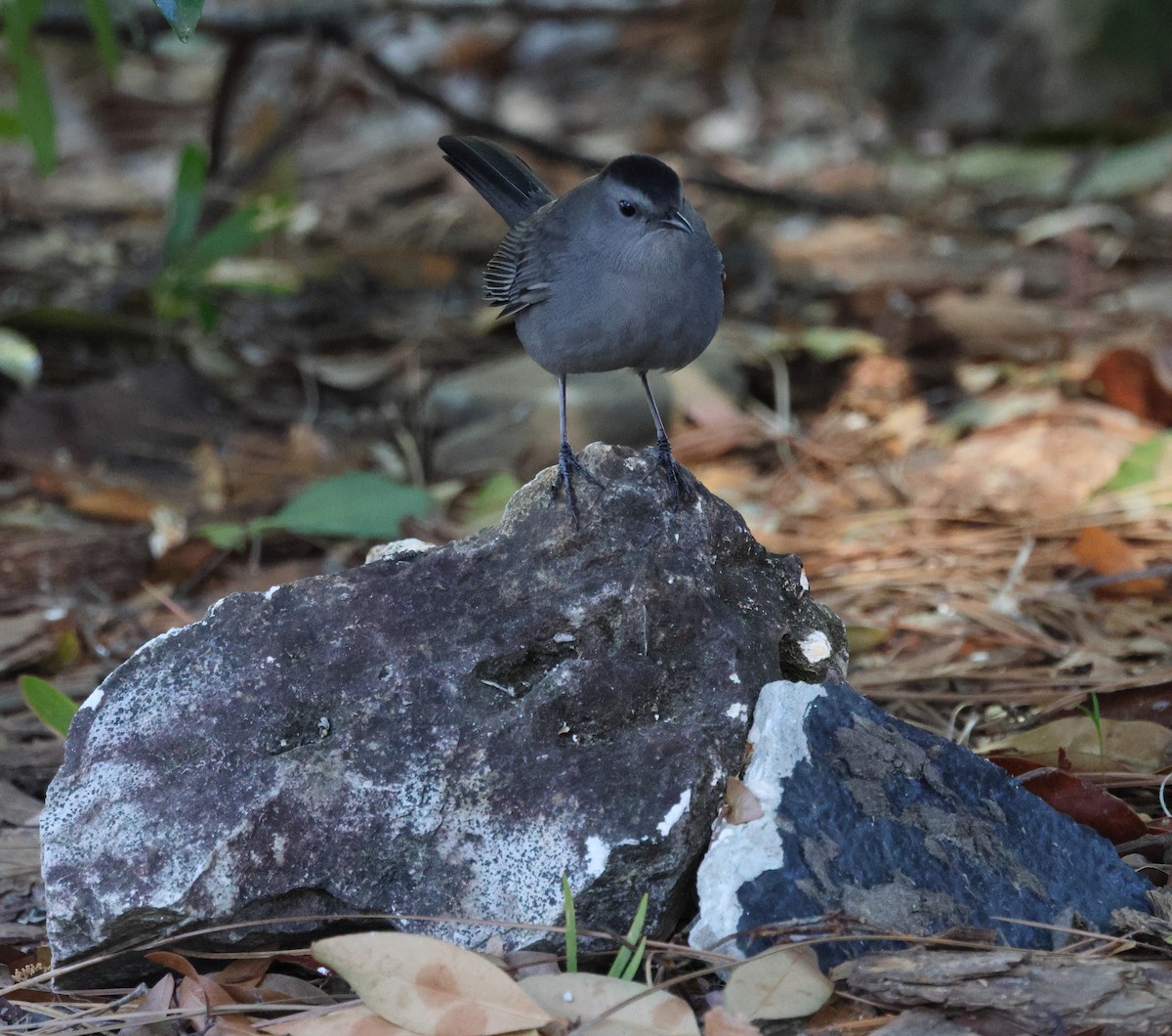 Gray Catbird - ML632386224