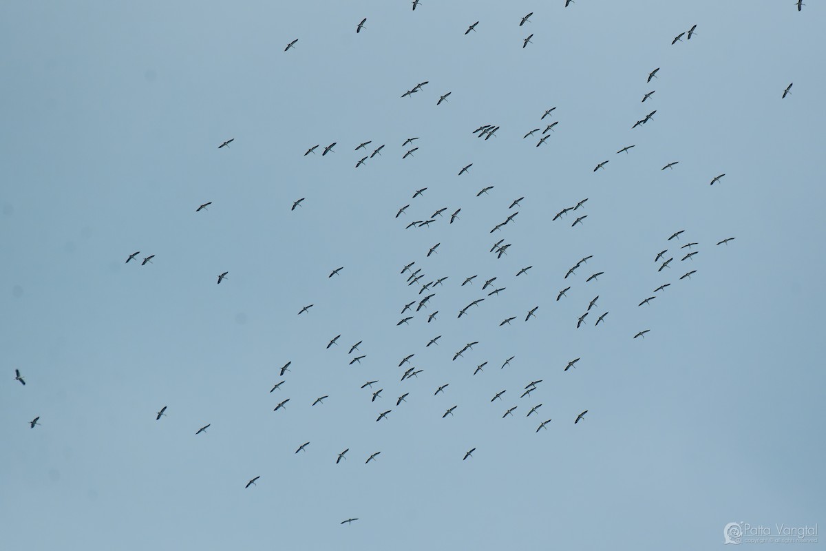Asian Openbill - ML632386228