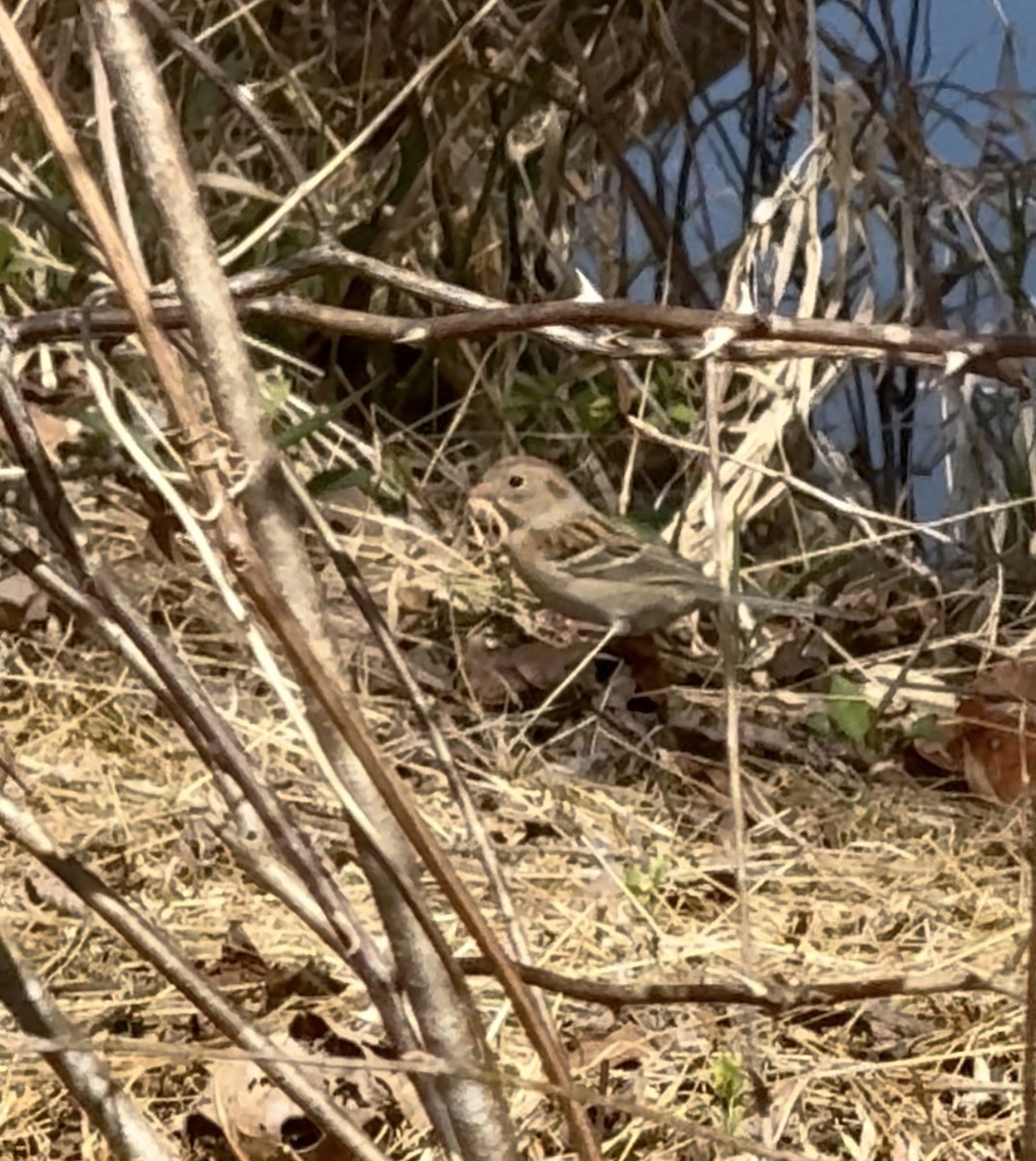 Field Sparrow - ML632386323