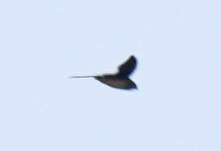 Cassin's Spinetail - ML632386385