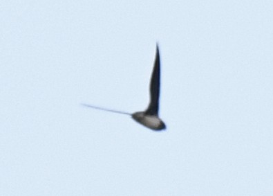 Cassin's Spinetail - ML632386388