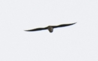 Cassin's Spinetail - ML632386402