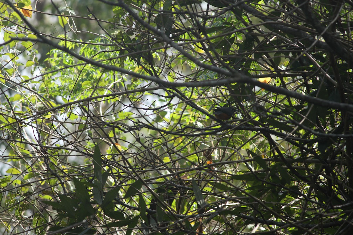 Black-faced Monarch - ML632386477