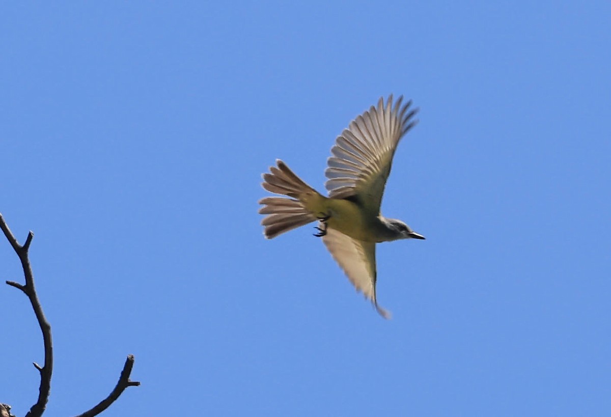 Tropical Kingbird - ML632386565
