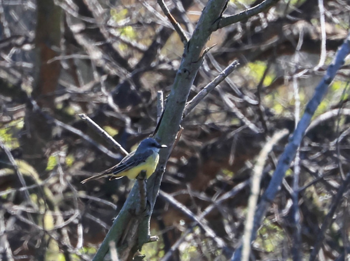 Tropical Kingbird - ML632386567