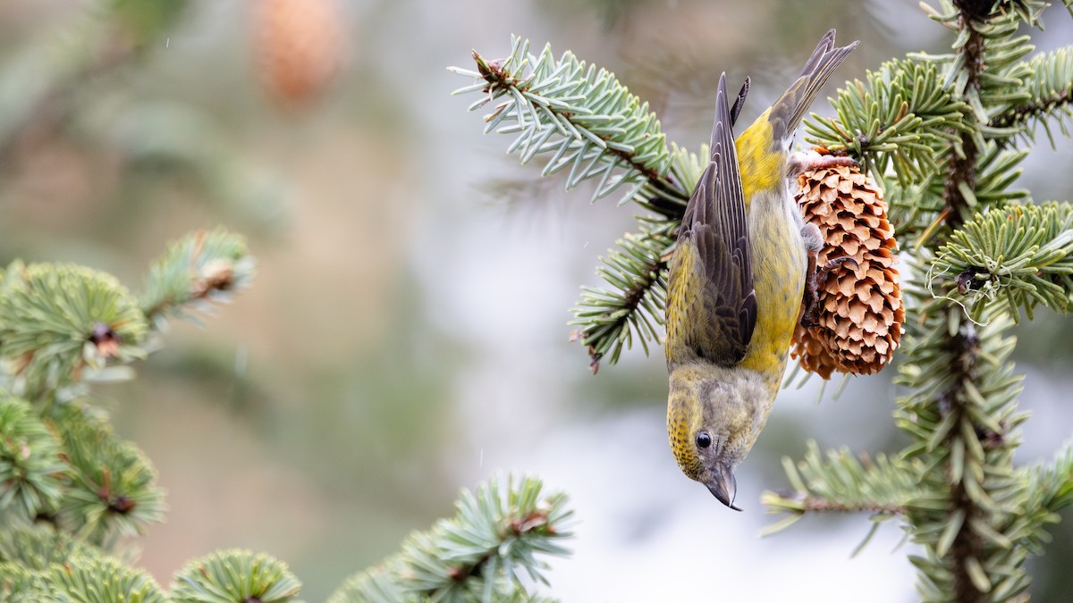 Red Crossbill (Sitka Spruce or type 10) - Liam Hutcheson